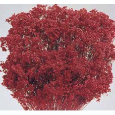 BLOOMS BROOM Red  (BULK)-